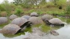 galapagos giant tortoises gathered