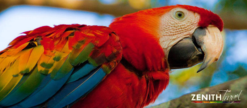 amazon-bird-parrot.jpg
