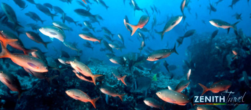 galapagos-dives-school-of-fish.jpg