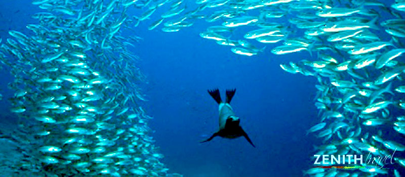 galapagos-dives-sea-lion-school-of-fish-tunnel.jpg