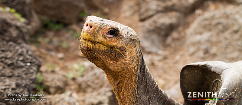 galapagos-islands-giant-tortoise-head.jpg