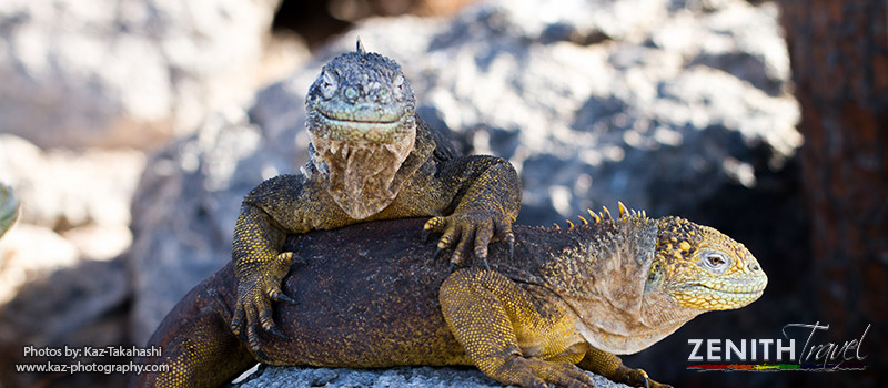 galapagos-smiling-iguanas.jpg